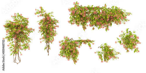 Group of creeper plants, isolated on transparent background
