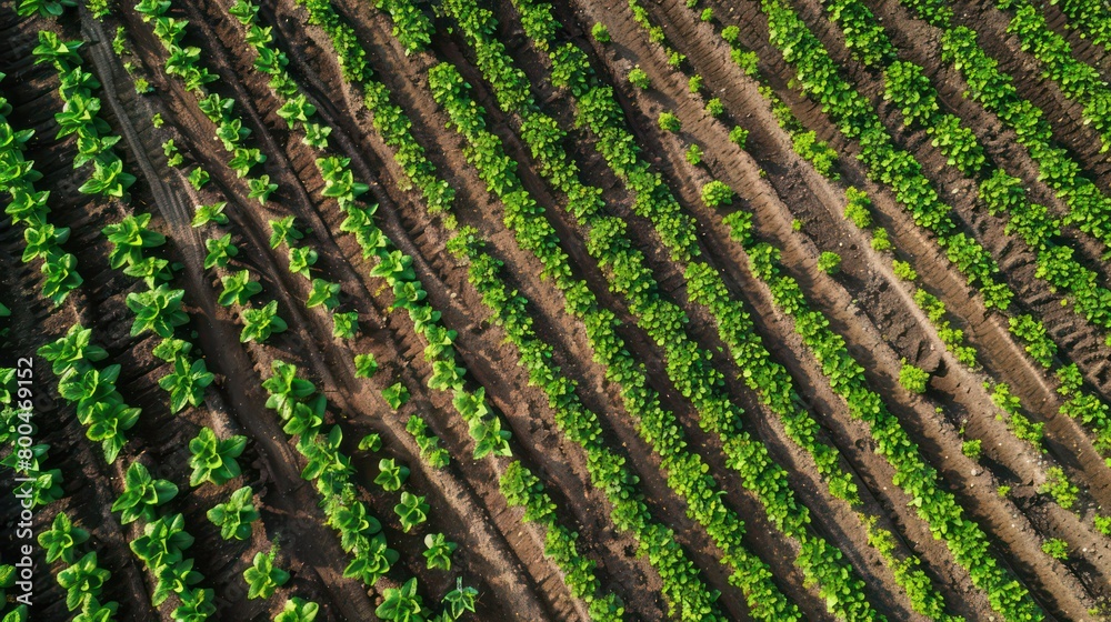 top down view displaying rows of baby plants growing in a field top down view displaying rows of baby plants growing in a field