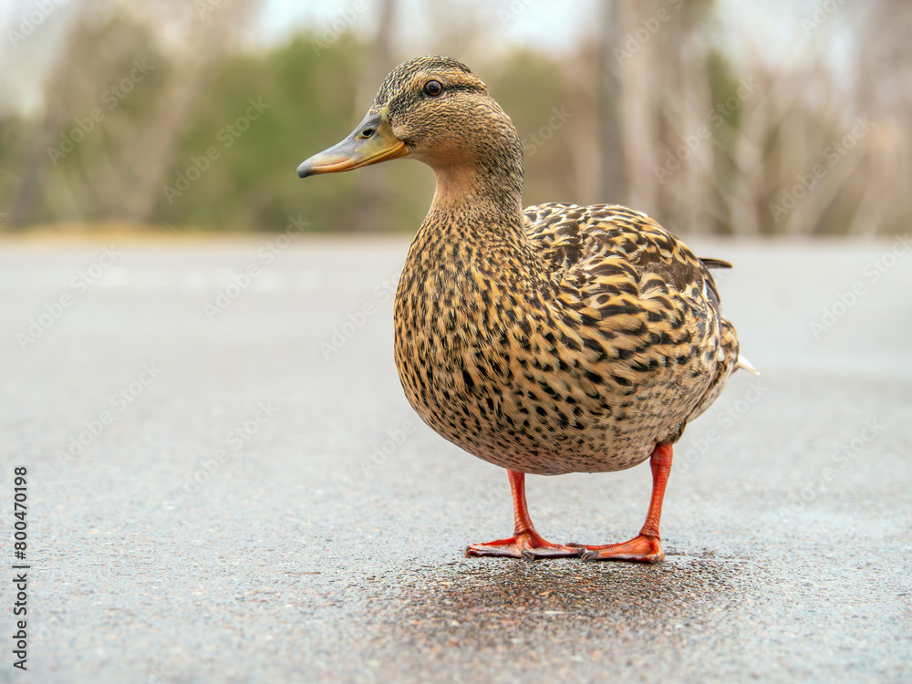 Female of mallard is standing on a highway. Safety of wild animals concept. Close-up. Female of mallard is standing on a highway. Safety of wild animals concept. Close-up.
