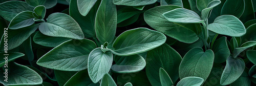 green sage leaves background