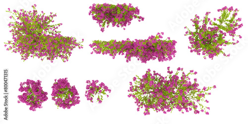 Fototapeta Naklejka Na Ścianę i Meble -  Top view of Bougainvillea flower plants isolate background 3d rendering