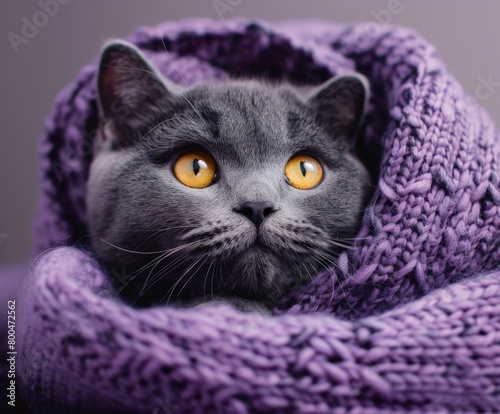 Gray Cat Wrapped in Purple Blanket