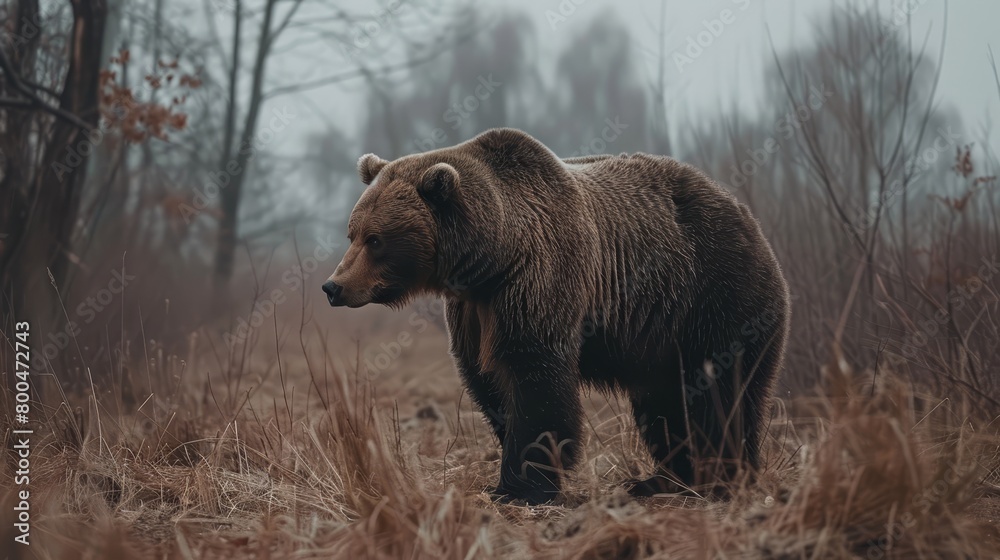 A large brown bear atop a dry, grass-covered field gazes toward a forest teeming with trees A large brown bear atop a dry, grass-covered field gazes toward a forest teeming with trees