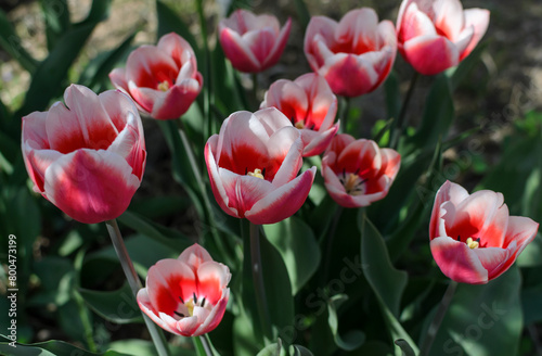 red and white tulips in the garden