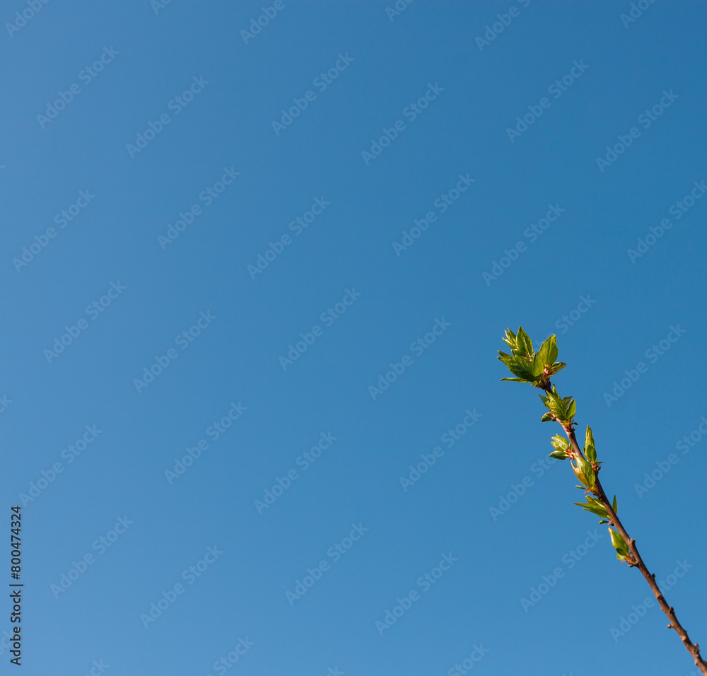 a branch with small green leaves on a blue background