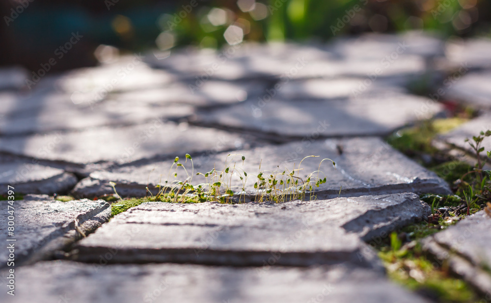 small green sprouts of moss between gray paving slabs on a blurred background small green sprouts of moss between gray paving slabs on a blurred background