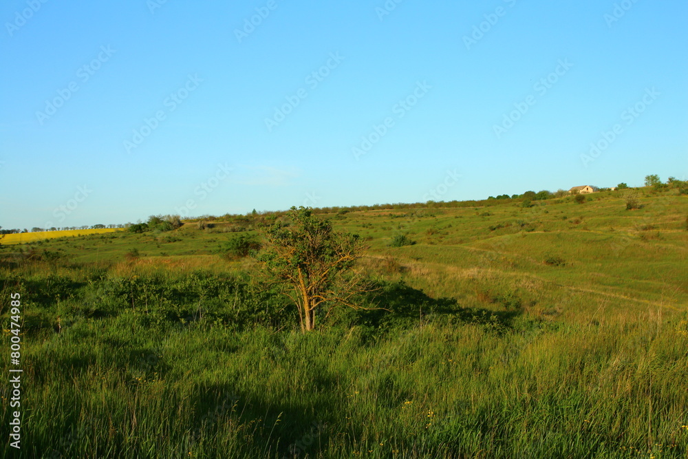 A grassy field with trees A grassy field with trees