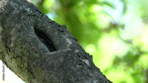Black Redstart on a tree branch, male (Phoenicurus ochruros) - (4K) photo