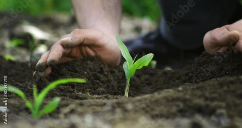 Super slow motion close up of farmer planting with hands young sprout of corn maize vegetable plant on ecological farmland agricultural plantation field.Agriculture, agribusiness, biologic cultivation photo