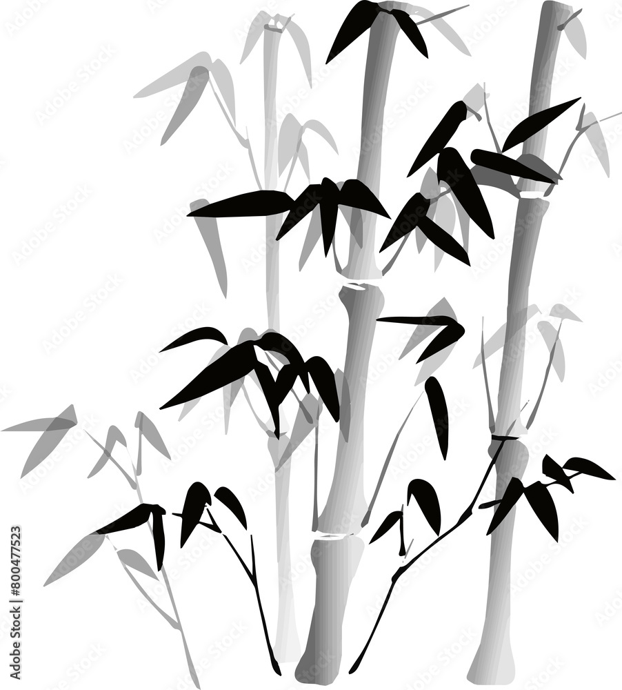 Phyllostachys Nigra - Black And White Flower, Hand draw an illustration ...
