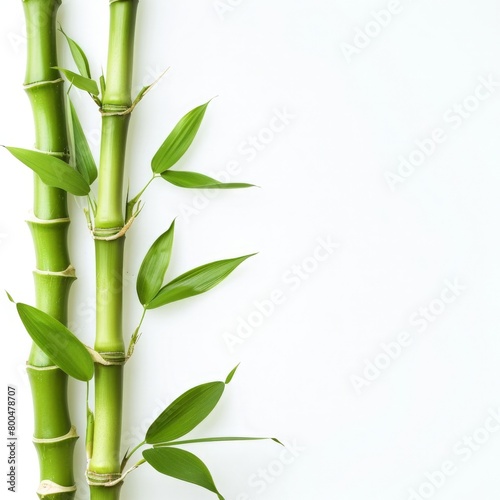 Fresh Green Bamboo Stalks and Leaves on White Background for Zen-inspired Designs
