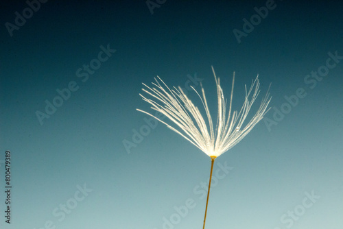 dandelion fluff, macro photo on a blue light background, contrast, abstraction © Mikalai