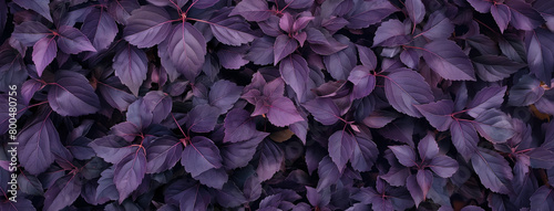 Plantas roxas - Textura photo