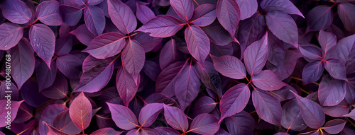 Plantas roxas - Textura © Vitor