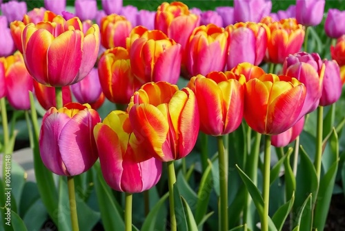 Tulips  vibrant symbols of spring  with graceful stems and flowers in shades from soft pink to deep purple  each petal a living masterpiece.