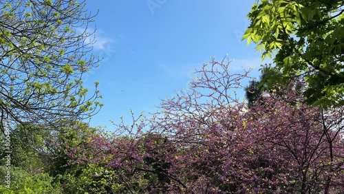 Cercis siliquastrum trees blossom in spring park. photo
