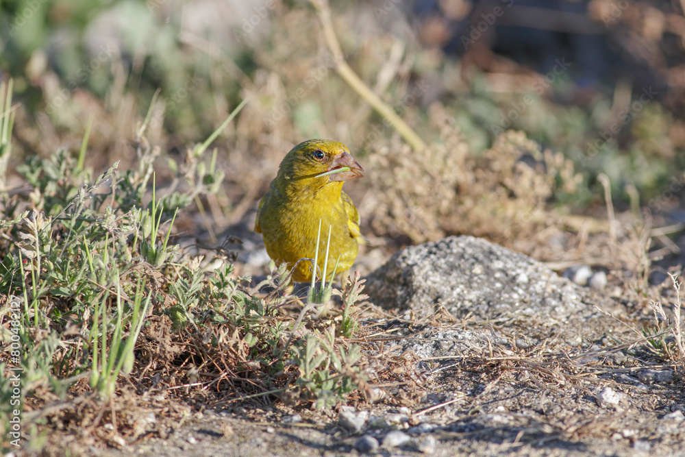 Common greenfinch closeup