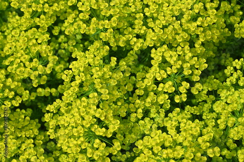 Üppig gelb-grün blühende Bodendeckerpflanze