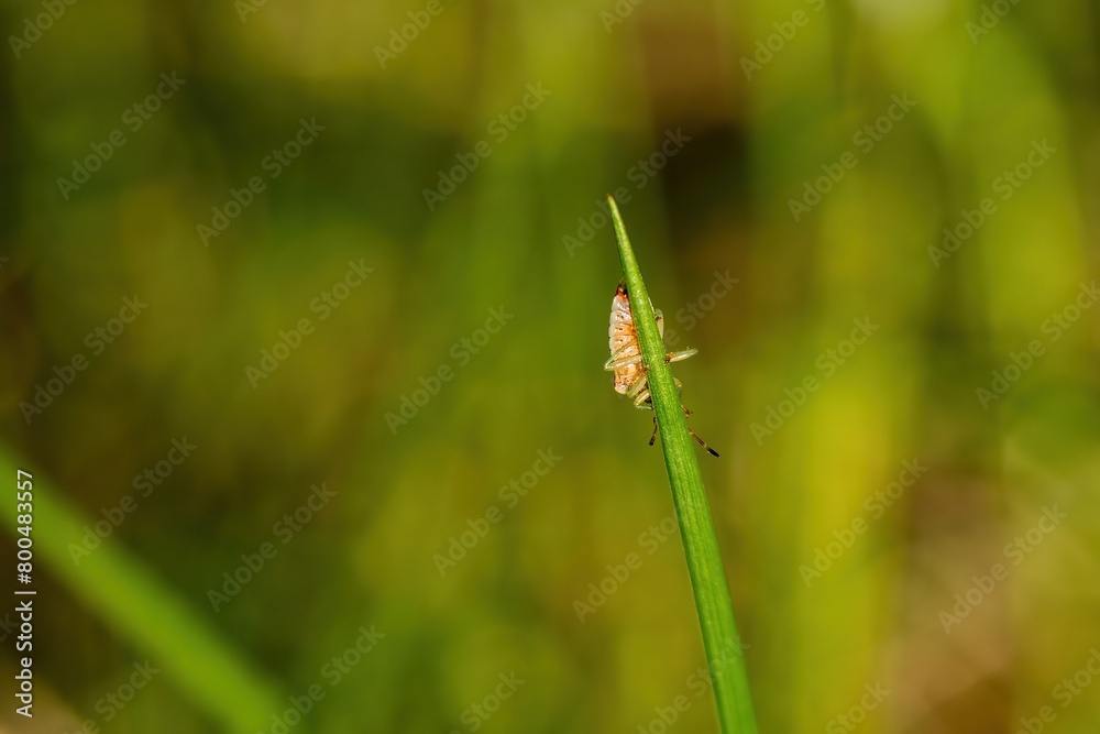 Tick brown sits on green blade of grass stalk in spring forest. Tick crawling on green leaf close up. Tick brown sits on green blade of grass stalk in spring forest. Tick crawling on green leaf close up.