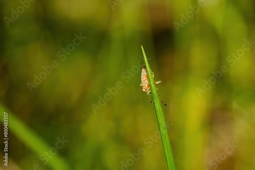 Tick brown sits on green blade of grass stalk in spring forest. Tick crawling on green leaf close up.