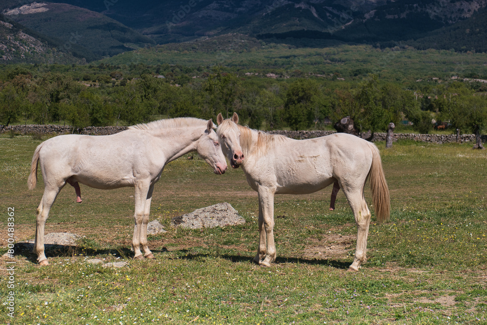 horse, animal, nature, plants, spring, sunny, mountains, landsca horse, animal, nature, plants, spring, sunny, mountains, landsca