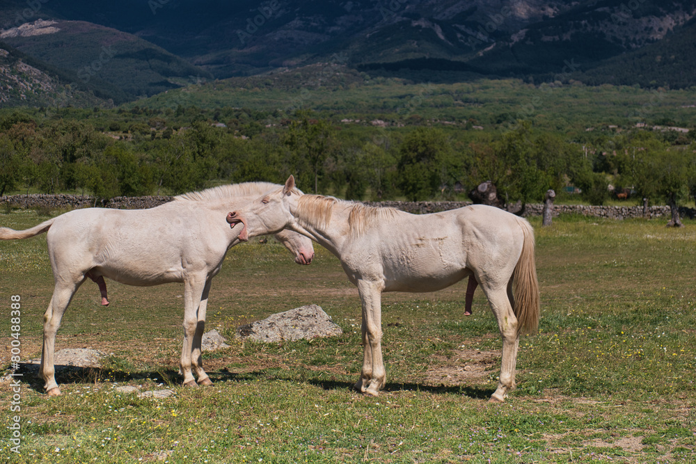 horse, animal, nature, plants, spring, sunny, mountains, landsca horse, animal, nature, plants, spring, sunny, mountains, landsca