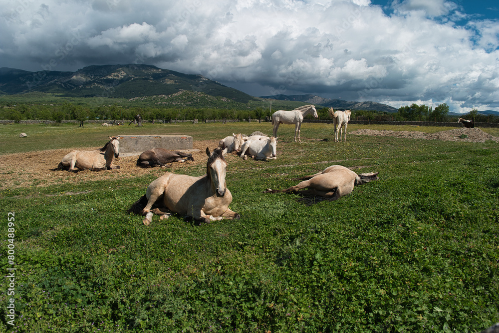 Naklejka premium horse, animal, nature, plants, spring, sunny, mountains, landsca