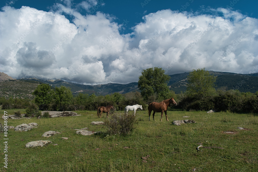 horse, animal, nature, plants, spring, sunny, mountains, landsca
