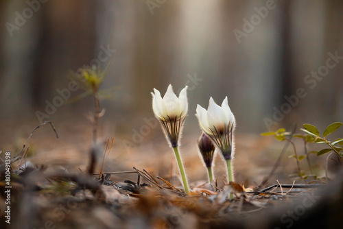 close-up of spring flowers of snowdrops growing in the forest