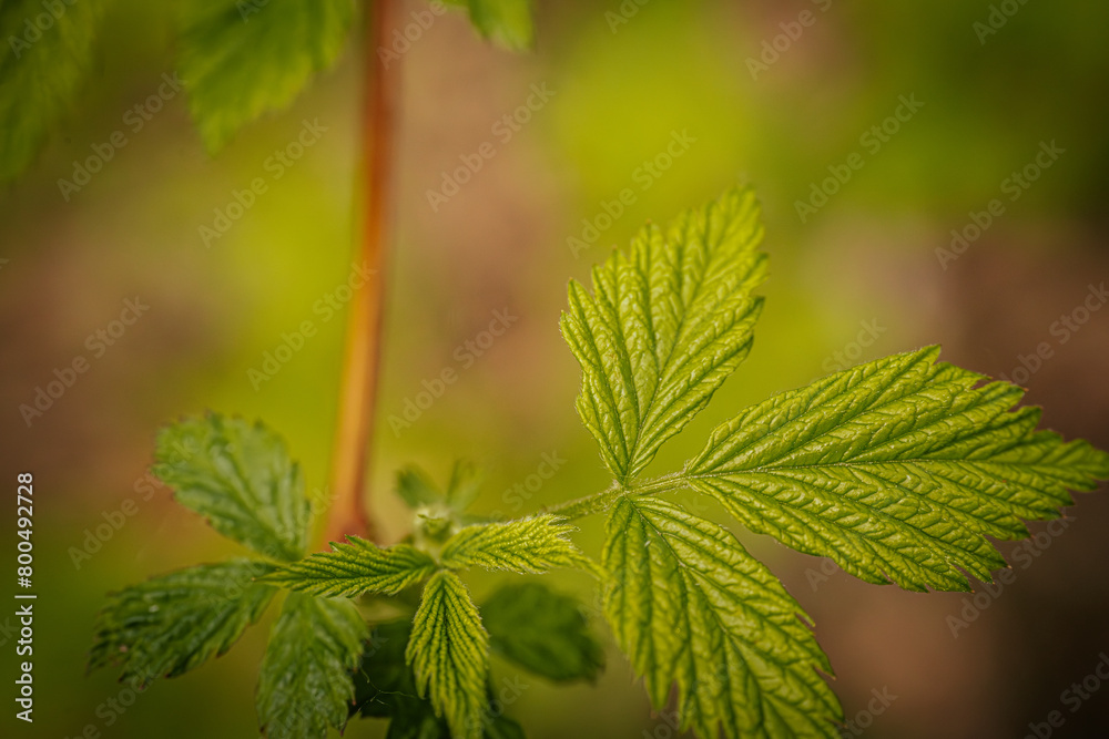 Young, green, spring leaves of a raspberry bush. Young, green, spring leaves of a raspberry bush.