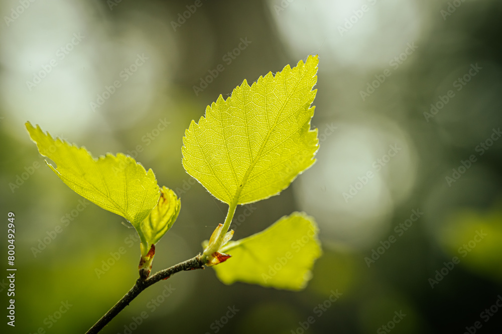 Young, green, birch spring leaves. Young, green, birch spring leaves.