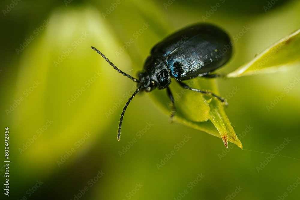Forest beetle on a young green spring leaf.