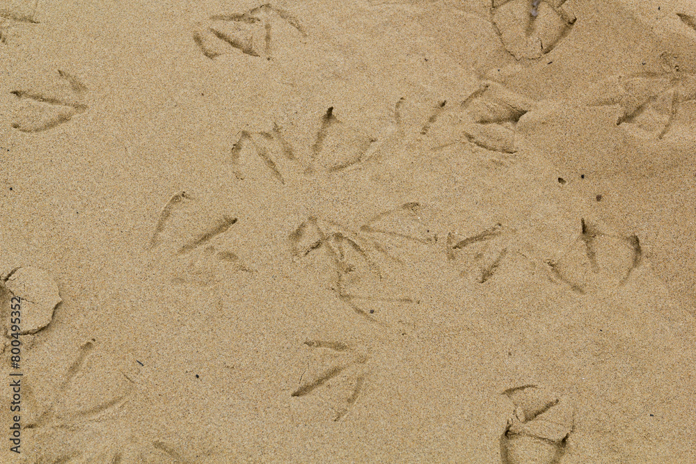 myriad of bird claws in the sand at the Pismo State Beach in Oceano, California myriad of bird claws in the sand at the Pismo State Beach in Oceano, California