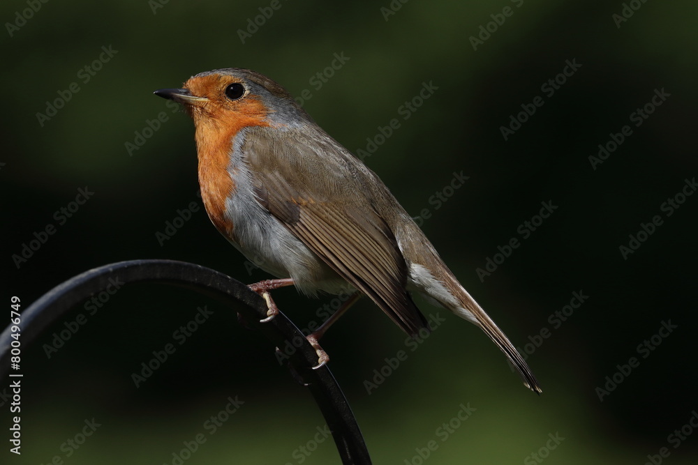 Fototapeta premium Robin (Erithacus rubecula) - British Bird