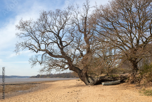 Tree on the beach at Nacton Foreshore, Suffolk, England, United Kingdom