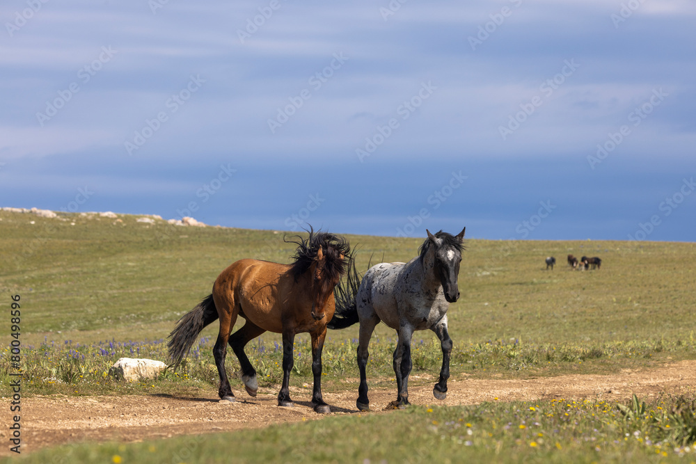 Wild Horses in the Pryor Mountains Montana in Summer Wild Horses in the Pryor Mountains Montana in Summer