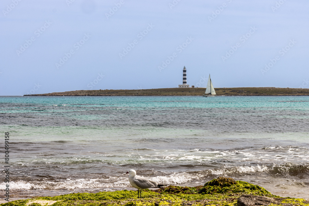 Punta Prima beach in Menorca. In the foreground is a seagull, in the background the island of the air with its lighthouse and a sailboat. Spain