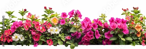 Vibrant Bush of Flowers Panorama Isolated on White, Floral Garden Display