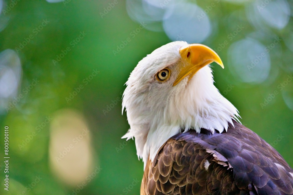 Fototapeta premium Portrait Weisskopfseeadler