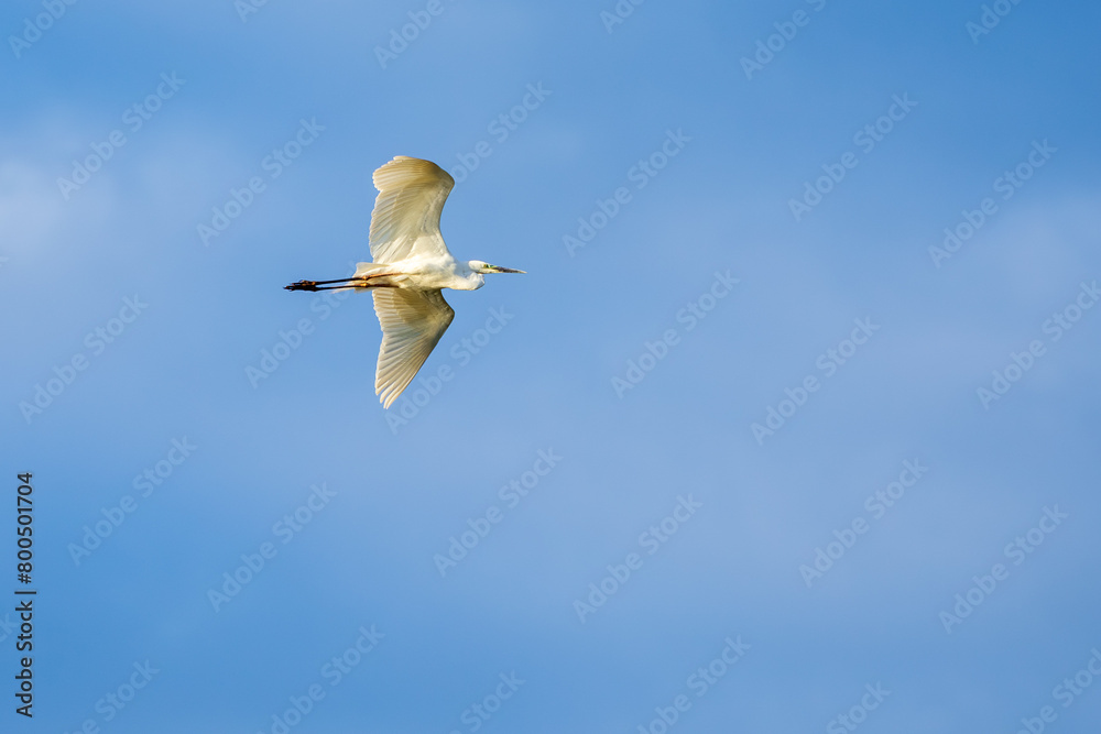 Fototapeta premium Great egret flying against blue sky