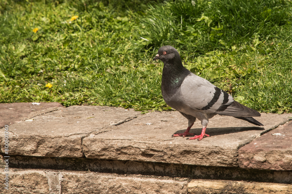 Obraz premium Flock of urban grey feral pigeons feeding in city park closeup