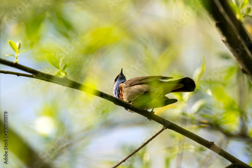 The bluethroat (Luscinia svecica) - a small passerine bird