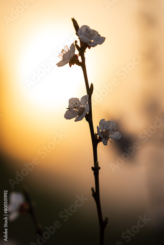 an apricot branch with white flowers facing the setting sun