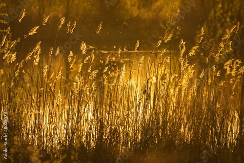 Lake behind line of reed all lit with sunlight