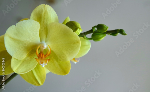  Gelbe Orchidee (Phalaenopsis)