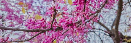 Tableau sur toile Blooming pink redbud tree branches in soft-focus, signaling springtime and relat