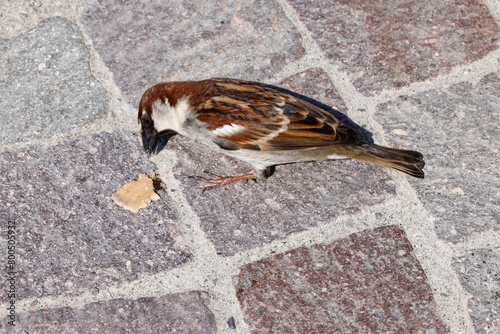 little sparrow eating brad