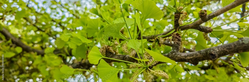 Bright green ginkgo biloba leaves in springtime, focusing on foliage growth and tree vitality, related to environmental concepts and Arbor Day Bright green ginkgo biloba leaves in springtime, focusing on foliage growth and tree vitality, related to environmental concepts and Arbor Day