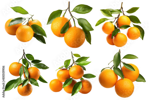 Set of branches with ripe, delicious oranges, cut out