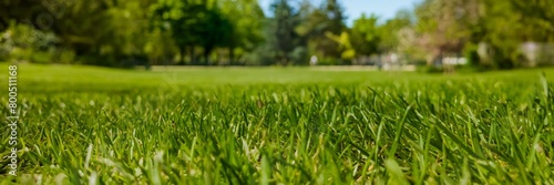 Low-angle view of vibrant green grass in a park capturing the essence of spring and Earth Day celebrations, ideal for environmental themes
